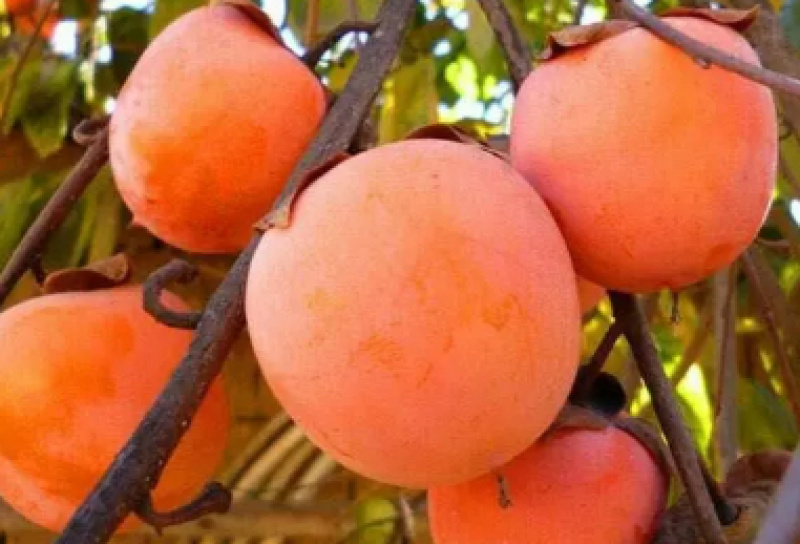 🍅柿树2cm以下4cm以下0.5~1米，规格齐全