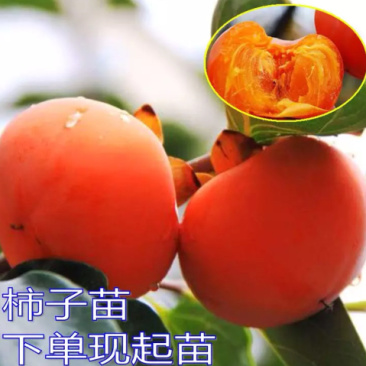 🍅柿树2cm以下4cm以下0.5~1米，规格齐全