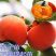 🍅柿树2cm以下4cm以下0.5~1米，规格齐全