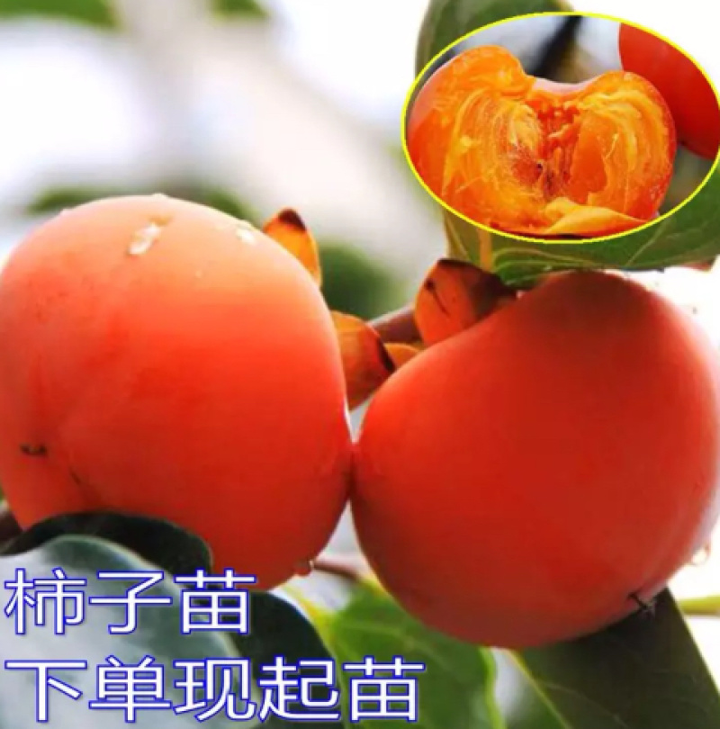 🍅柿树2cm以下4cm以下0.5~1米，规格齐全