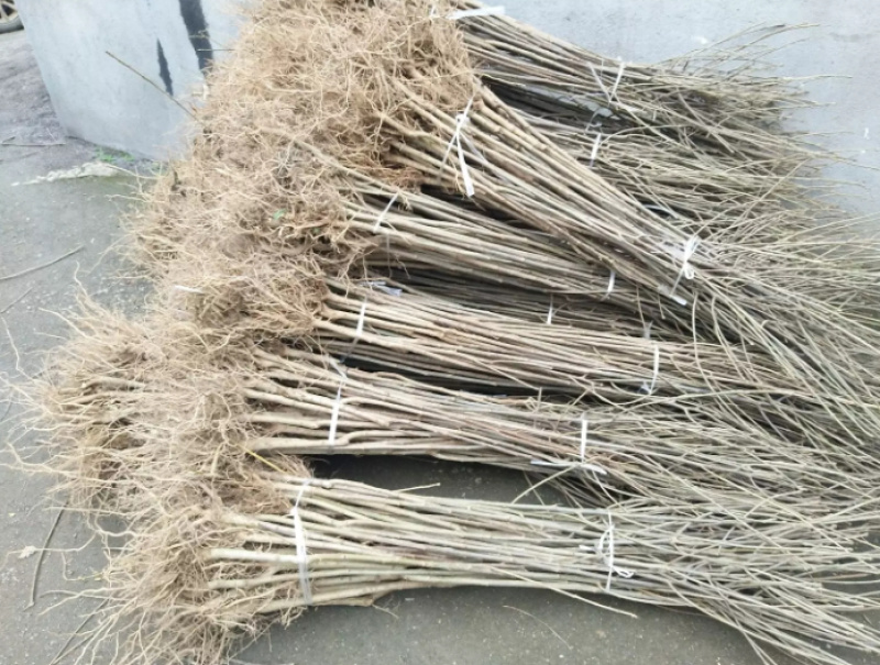 ★毛叶山桐子树苗★易栽种，成活率高，根系发达