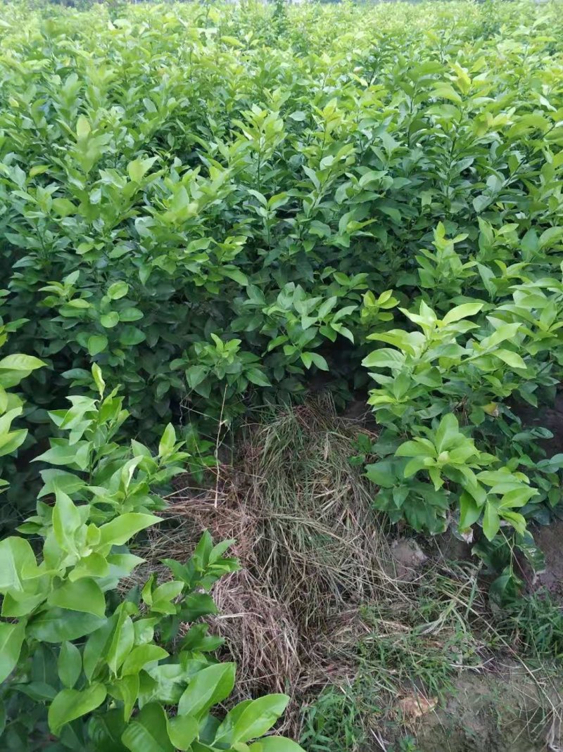 优力克柠檬一级苗产地直供全国包邮量大优惠