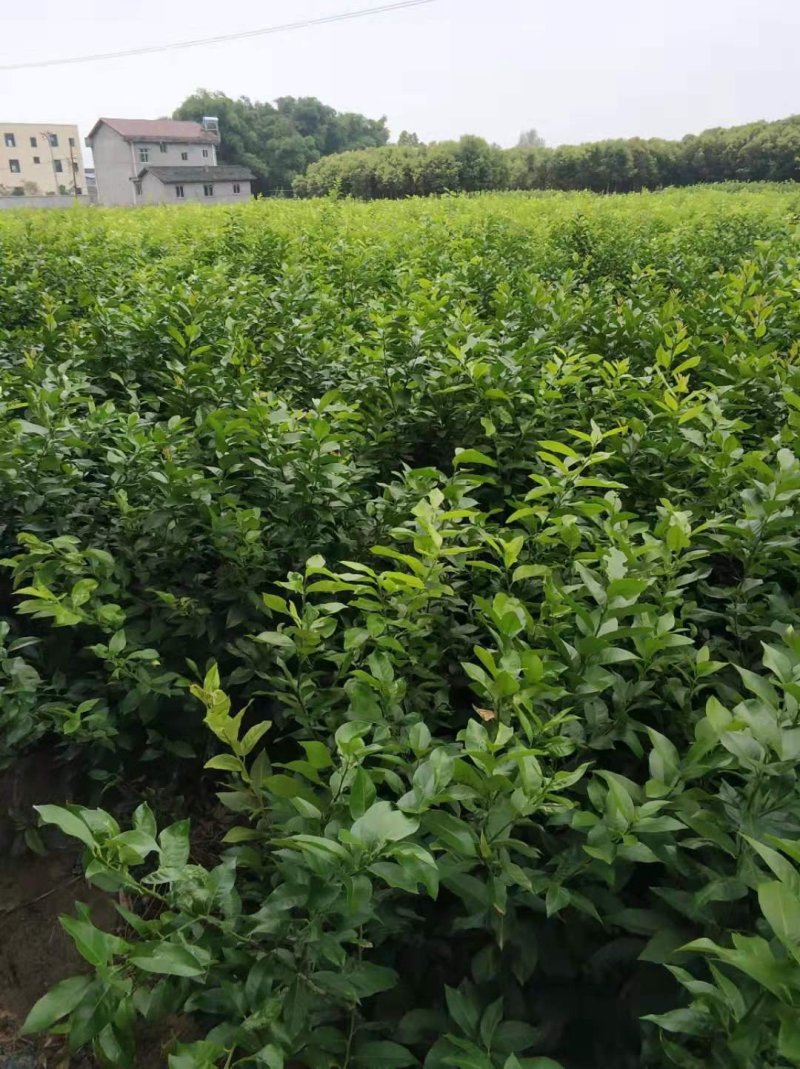 优力克柠檬一级苗产地直供全国包邮量大优惠
