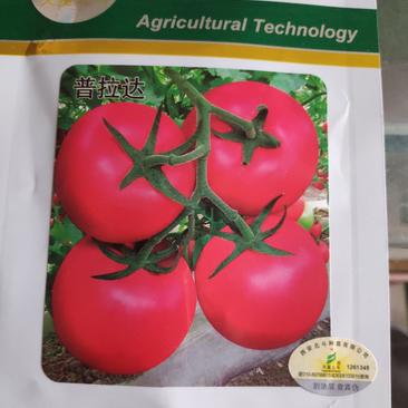 普拉达粉果番茄种子大果无限生长型抗病高产商品性特优