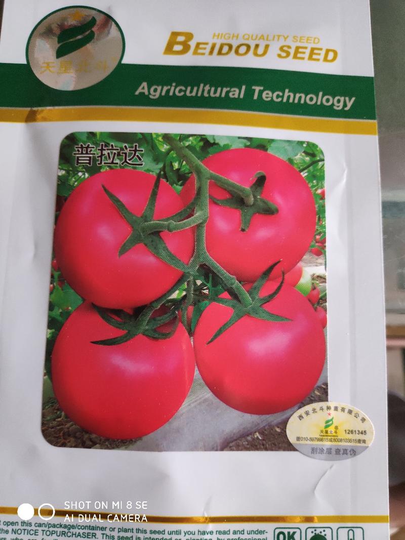 普拉达粉果番茄种子大果无限生长型抗病高产商品性特优