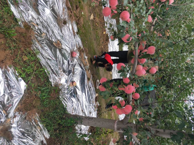 纸袋水晶红富士苹果一件代发陕西纸加膜红富士苹果产地合作社