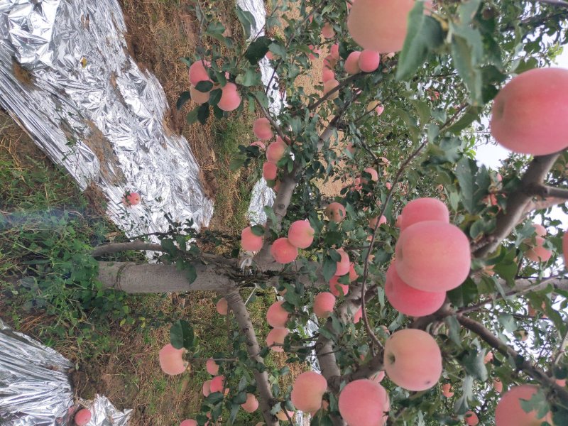 纸袋水晶红富士苹果一件代发陕西纸加膜红富士苹果产地合作社