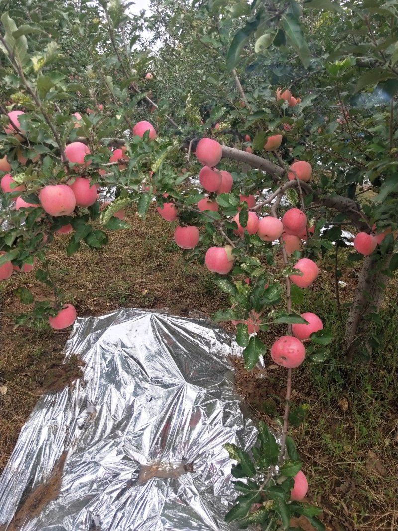 纸袋水晶红富士苹果一件代发陕西纸加膜红富士苹果产地合作社