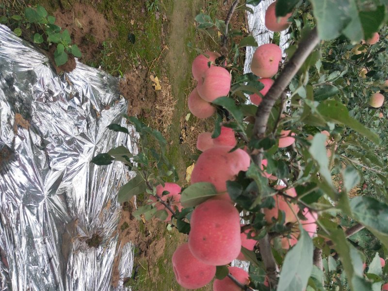 纸袋水晶红富士苹果一件代发陕西纸加膜红富士苹果产地合作社