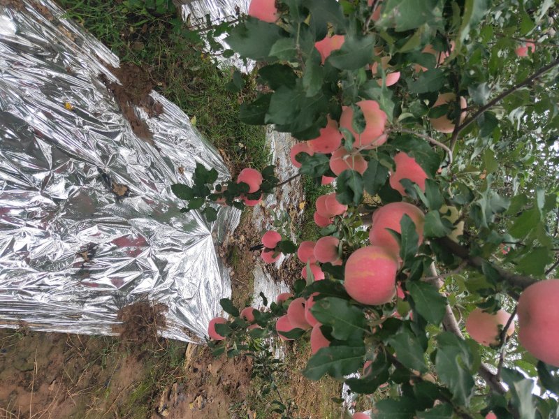 纸袋水晶红富士苹果一件代发陕西纸加膜红富士苹果产地合作社