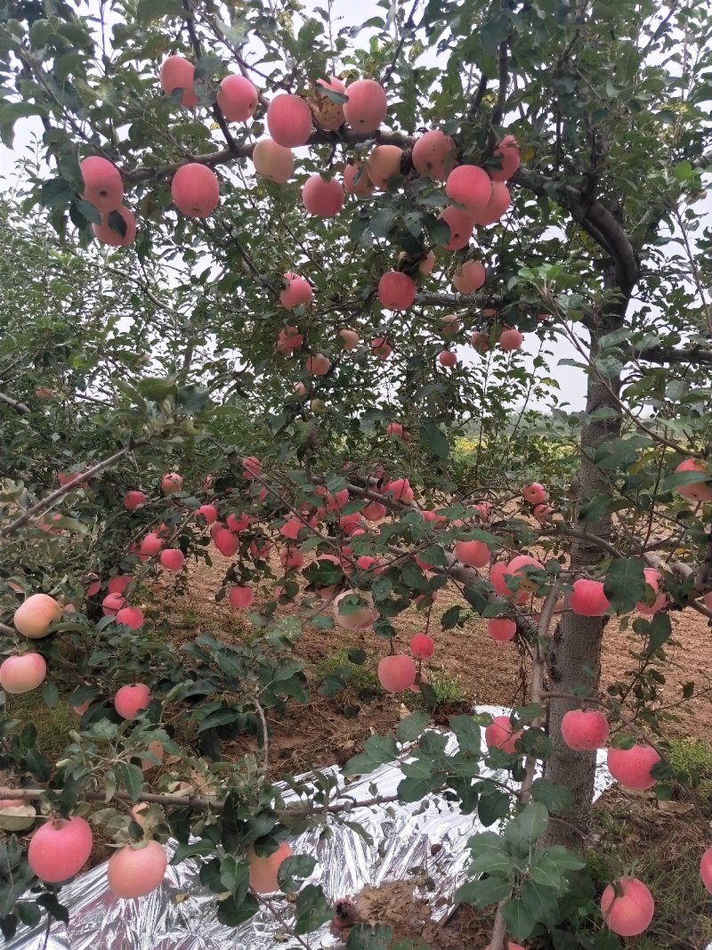 纸袋水晶红富士苹果一件代发陕西纸加膜红富士苹果产地合作社