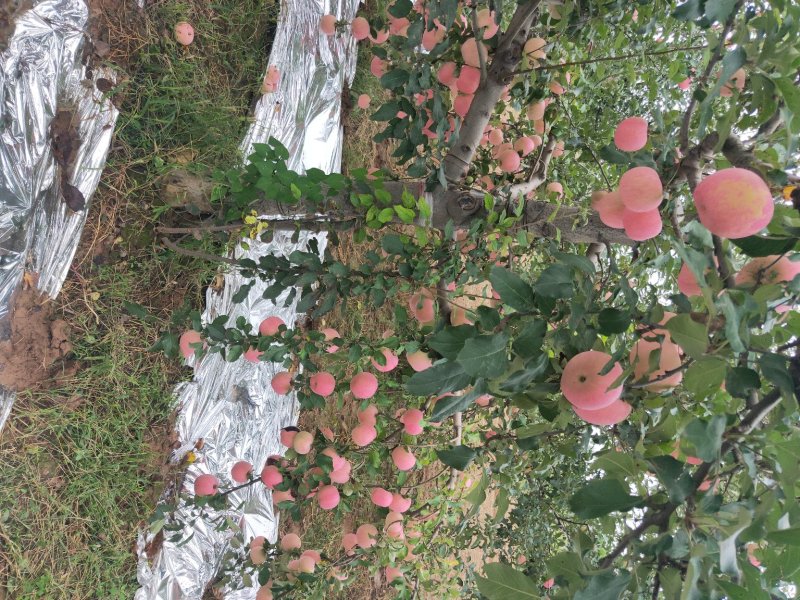 纸袋水晶红富士苹果一件代发陕西纸加膜红富士苹果产地合作社
