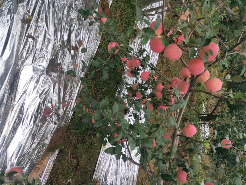 纸袋水晶红富士苹果一件代发陕西纸加膜红富士苹果产地合作社