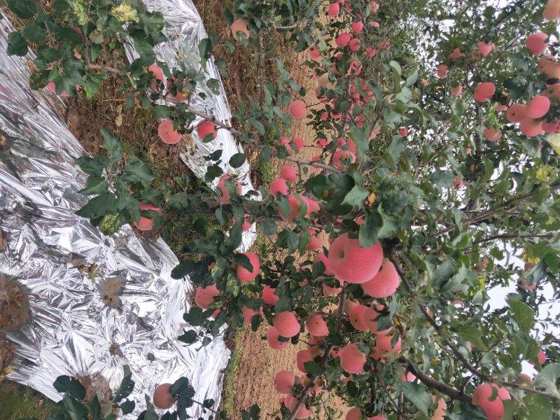 纸袋水晶红富士苹果一件代发陕西纸加膜红富士苹果产地合作社