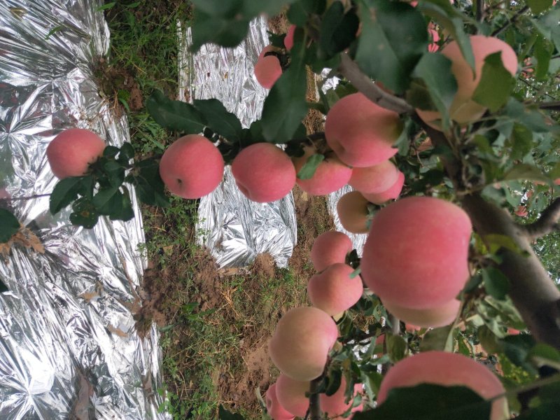 纸袋水晶红富士苹果一件代发陕西纸加膜红富士苹果产地合作社