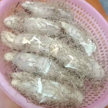 毛薯