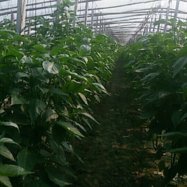 黄皮辣椒20公分