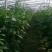 黄皮辣椒20公分