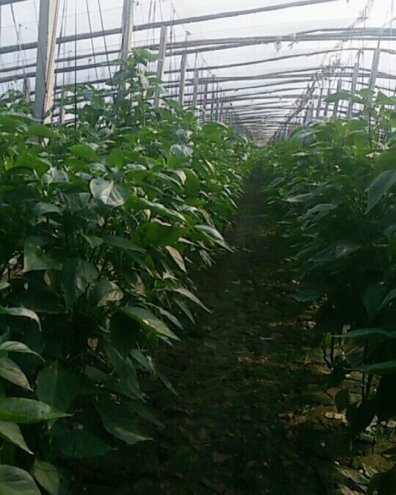 黄皮辣椒20公分