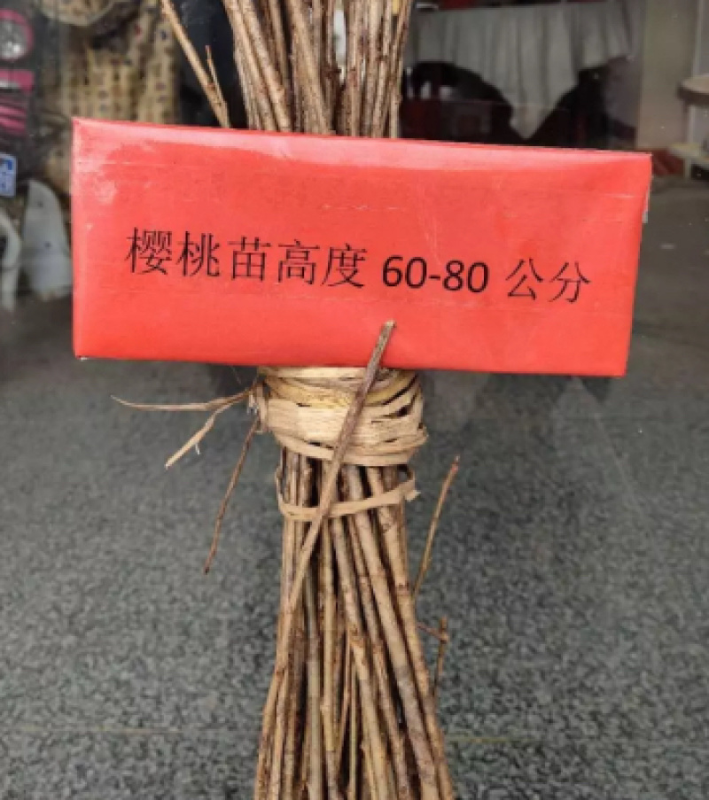 樱桃苗，假一赔十，量大从优，包结果，易栽种，成活率高，可
