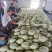 山东小蜜25号哈蜜瓜，产地直供种植面积大诚信代办，