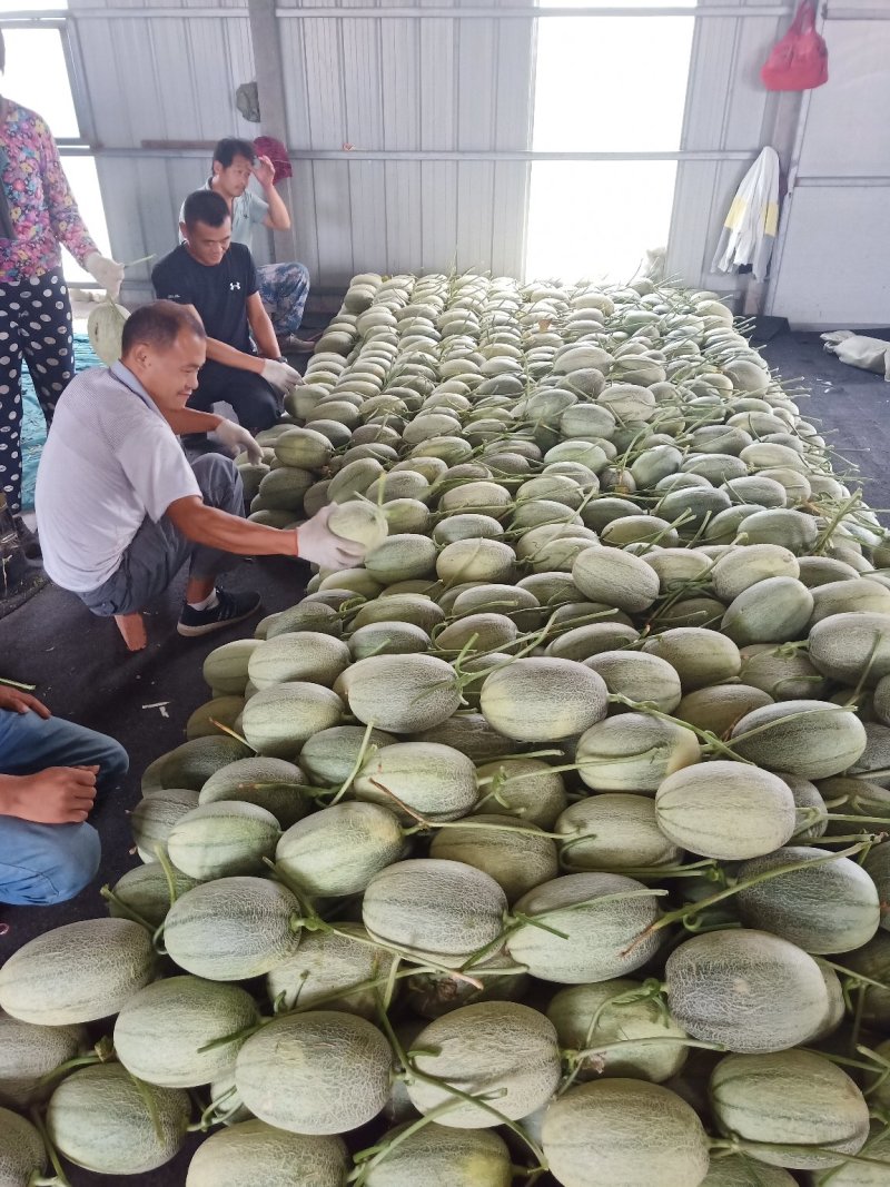 山东小蜜25号哈蜜瓜，产地直供种植面积大诚信代办，