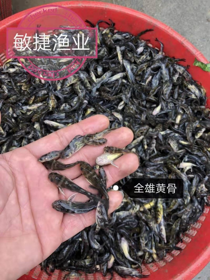 黄骨苗黄颡苗全雄黄骨苗杂交黄骨鱼苗苗场直发全国发货