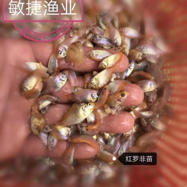 红罗非鱼苗彩虹鲷豹纹红罗非苗场直销淡水鱼苗养殖