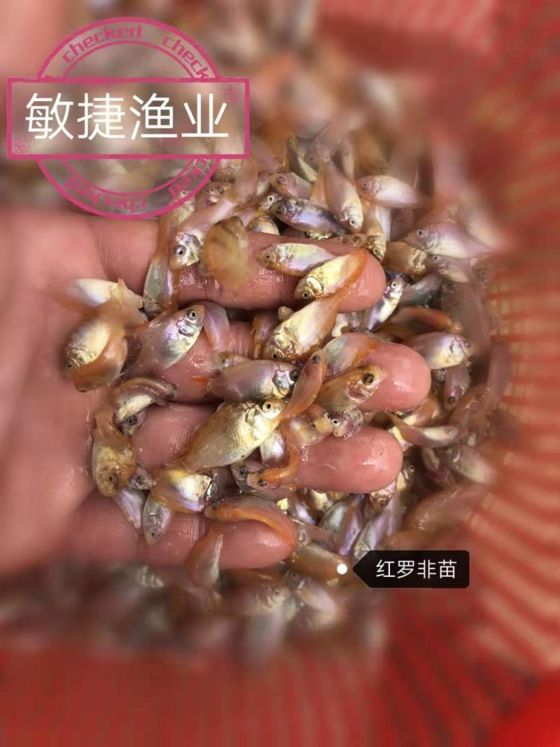 红罗非鱼苗彩虹鲷豹纹红罗非苗场直销淡水鱼苗养殖