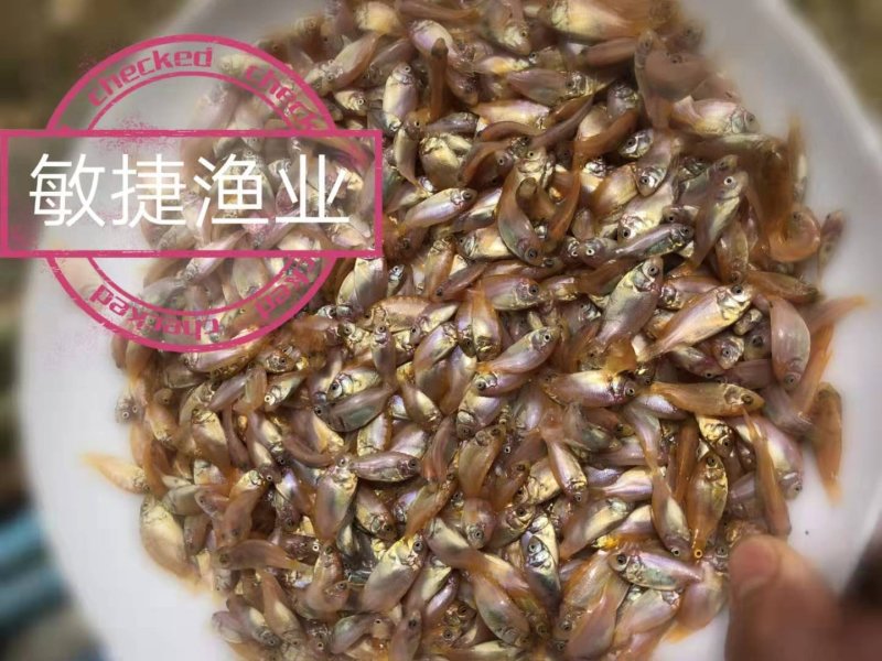 红罗非鱼苗彩虹鲷豹纹红罗非苗场直销淡水鱼苗养殖