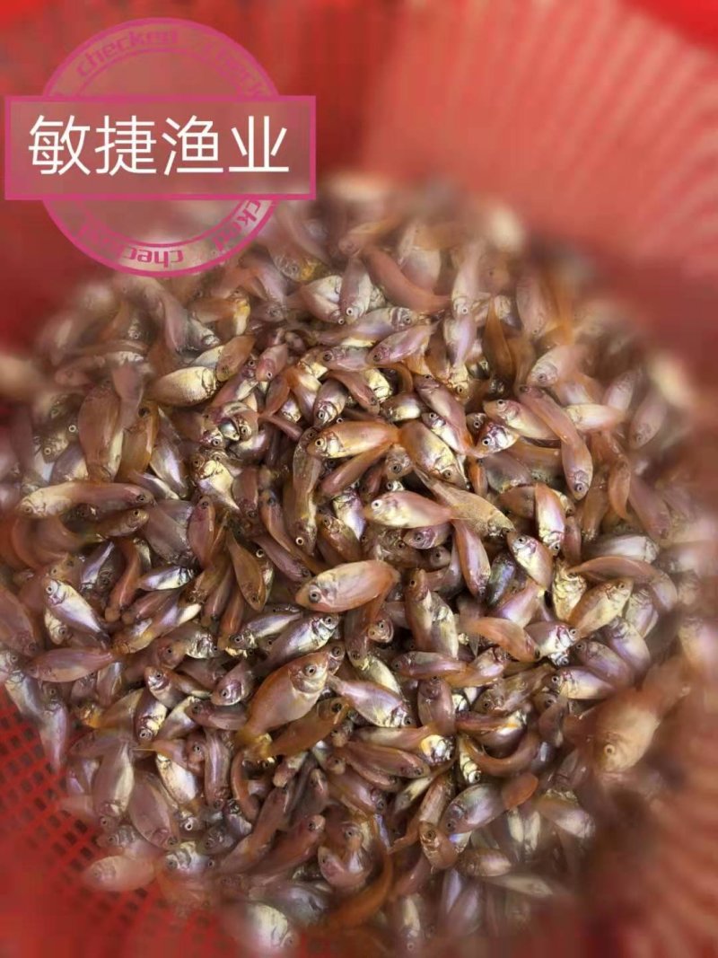 红罗非鱼苗彩虹鲷豹纹红罗非苗场直销淡水鱼苗养殖