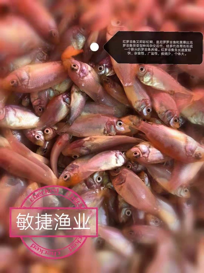 红罗非鱼苗彩虹鲷豹纹红罗非苗场直销淡水鱼苗养殖