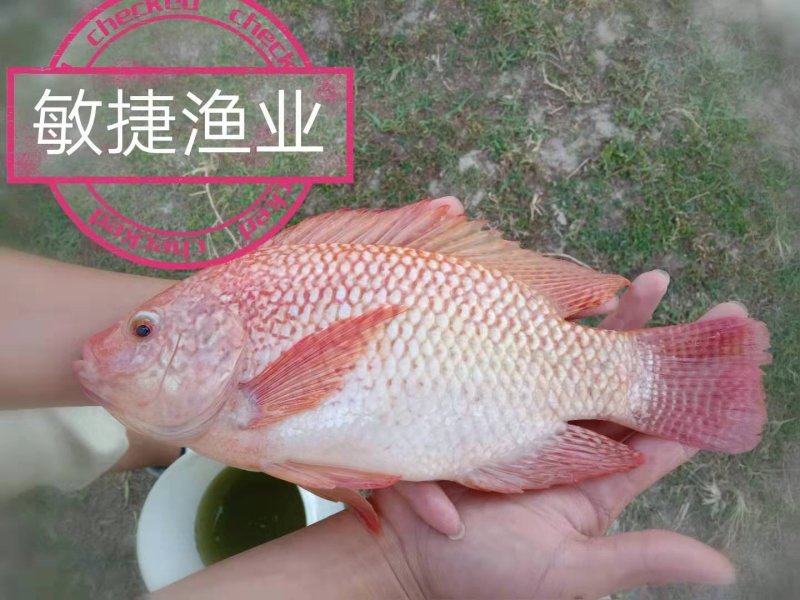 红罗非鱼苗彩虹鲷豹纹红罗非苗场直销淡水鱼苗养殖