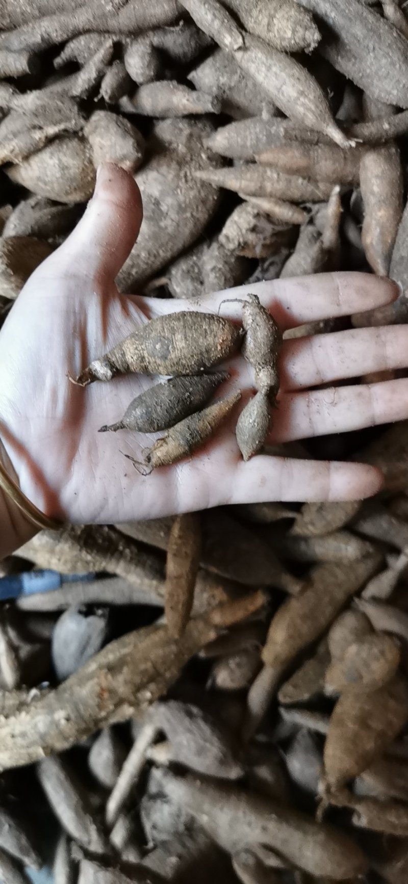 广西大山深处的新鲜野生黑牛牛大力纯野生资源