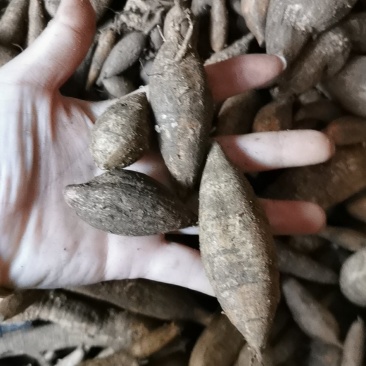 广西大山深处的新鲜野生黑牛牛大力纯野生资源