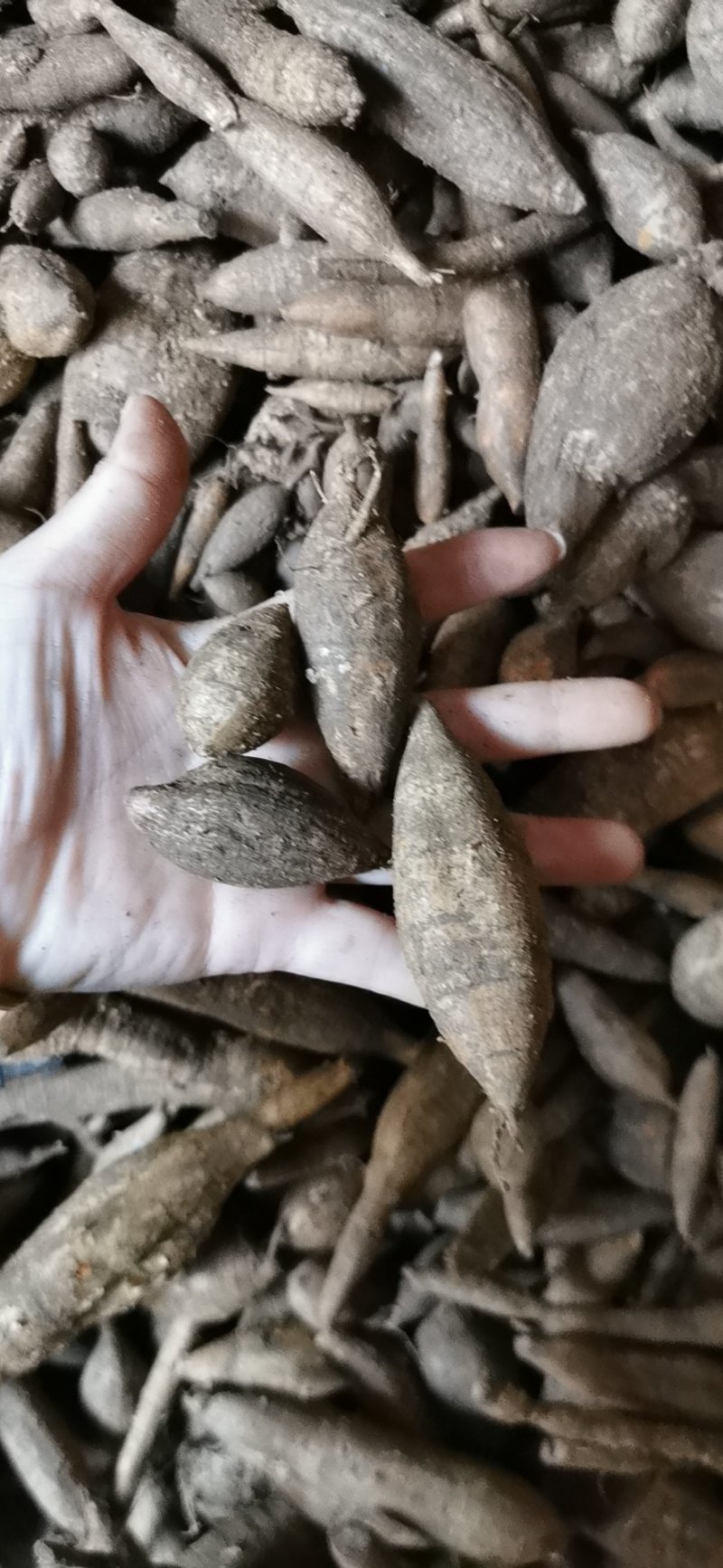 广西大山深处的新鲜野生黑牛牛大力纯野生资源