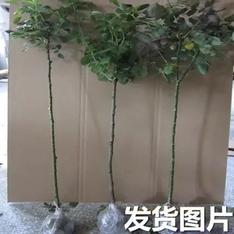 树桩月季【包邮】高80公分规格齐全成活率高树桩月季苗