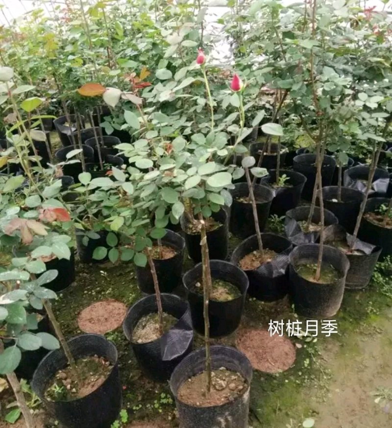 树桩月季【包邮】高80公分规格齐全成活率高树桩月季苗