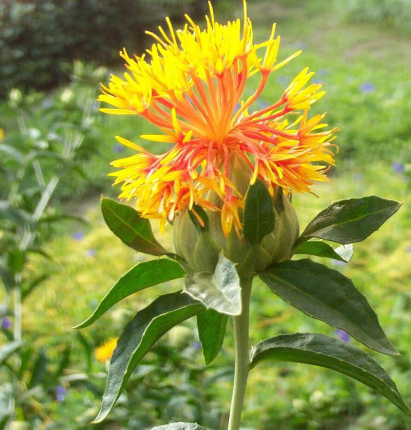 红花籽，红花基地，红花种植基地，红花技术