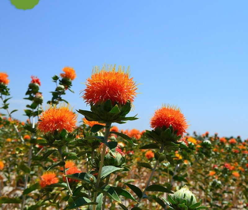 红花籽，红花基地，红花种植基地，红花技术