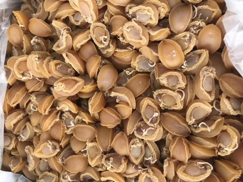 鲍鱼干鱼干鲍鱼规格齐全，量大从优，产地直发