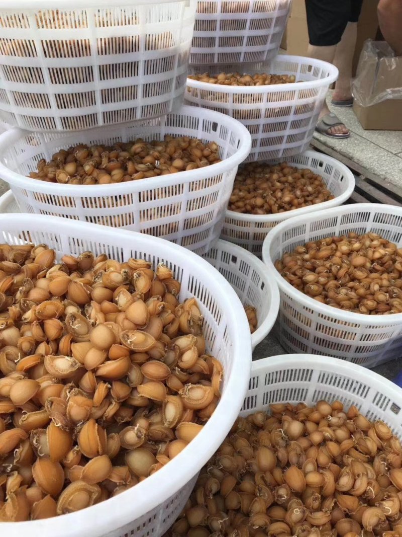 鲍鱼干鱼干鲍鱼规格齐全，量大从优，产地直发