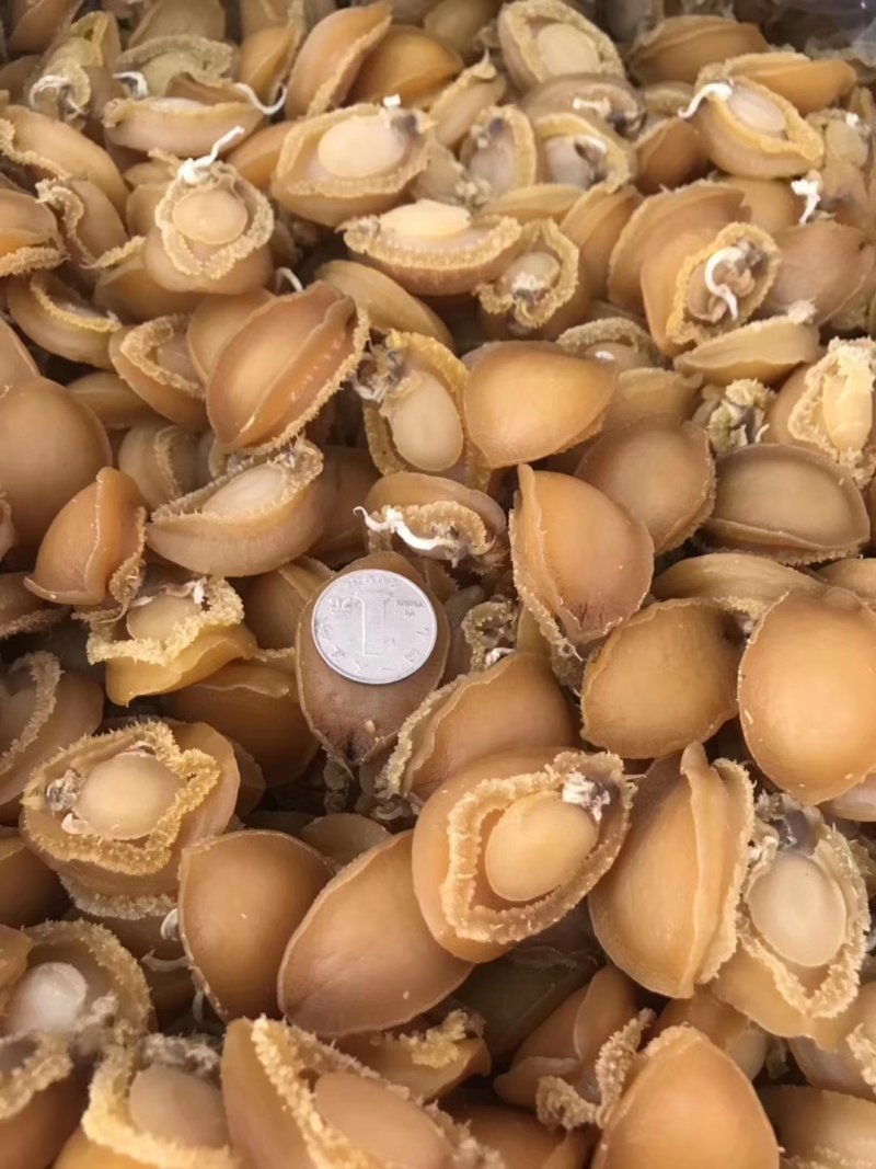 鲍鱼干鱼干鲍鱼规格齐全，量大从优，产地直发