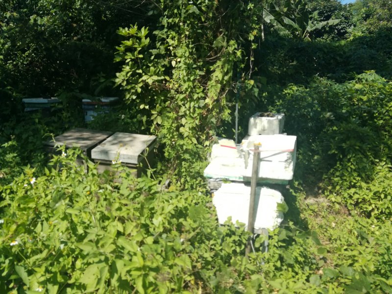 春蜜无添加无加工农家蜂蜜