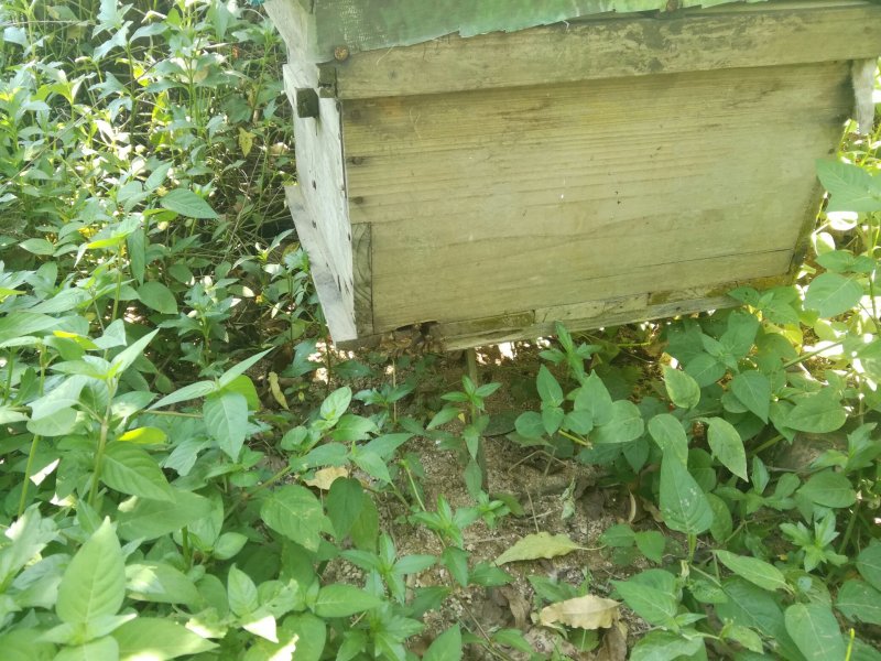春蜜无添加无加工农家蜂蜜