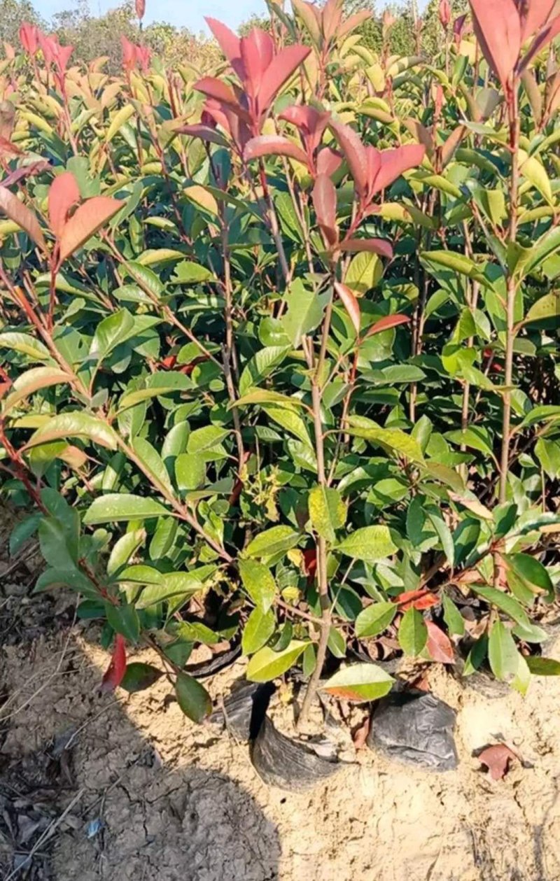红叶石楠杯苗红叶石楠树苗小苗红叶石楠树苗产地直销