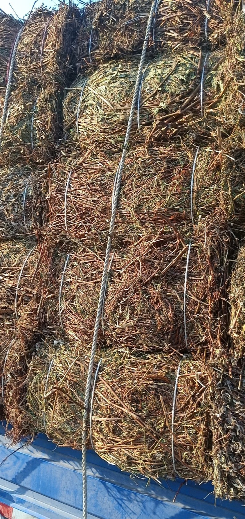 辣廖草