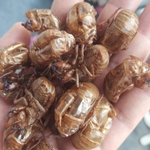 山东临沂产地知了壳蝉蜕水洗货精品，饮片厂专用