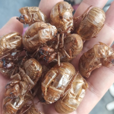 山东临沂产地知了壳蝉蜕水洗货精品，饮片厂专用