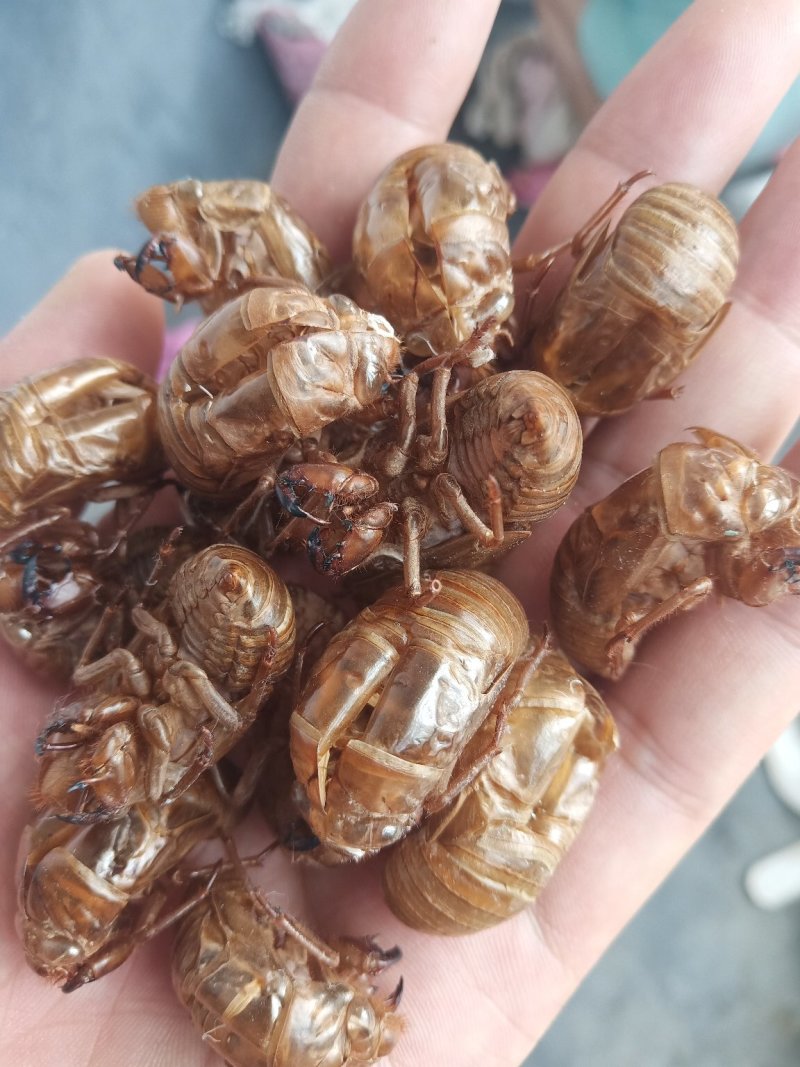 山东临沂产地知了壳蝉蜕水洗货精品，饮片厂专用